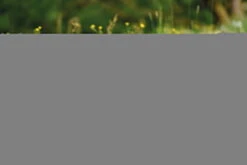 Nici 48607 Alpaka Chic Paka 35cm Stehend Plüsch Kuscheltier GREEN -Nici Store 48607 14 48603 48605 48609 Milieu 2048x1366lR4UoePDrjYhq